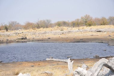 Arka planda ağaç olan güzel bir manzara.