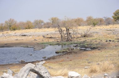 Ormandaki nehrin güzel manzarası