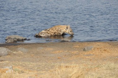 Vahşi aslanlar, memeliler, doğa, hayvanlar