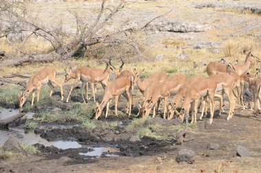 Afrika savanındaki vahşi hayvanlar.