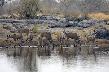 Afrika 'nın güneyindeki Kruger Ulusal Parkı' nda bir su birikintisi.