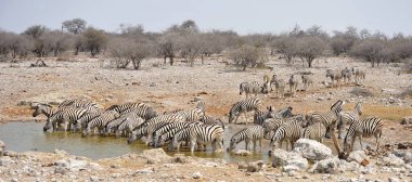 Zebra Namibya 'da Etoşa' da