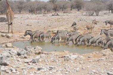 Afrika çalı zebrası