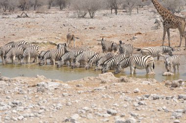 Afrika bozkırında zebra, Kenya
