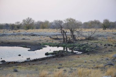 Ormandaki nehir manzarası