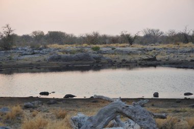 Çöldeki bir gölün güzel bir görüntüsü.