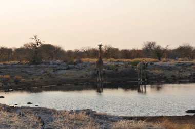 Afrika savanası ulusal parkta.