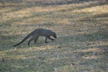 Yerde siyah bir sincap.