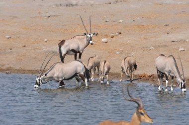 Etoşa Ulusal Parkı 'nın suyunda Afrika antilobu