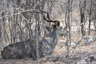 Ormanda genç bir geyiğin güzel bir fotoğrafı.
