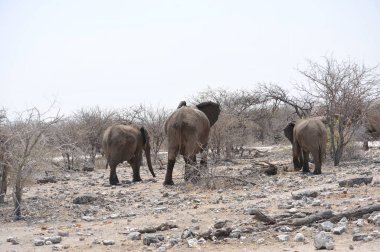 Çölün ortasında yürüyen bir fil sürüsü.
