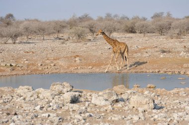 Etoşa Ulusal Parkı, Namibya 'da zürafa