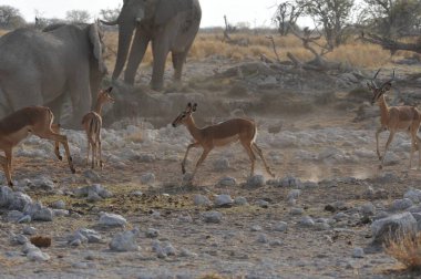 Afrika bozkırlarında bir fil sürüsü.