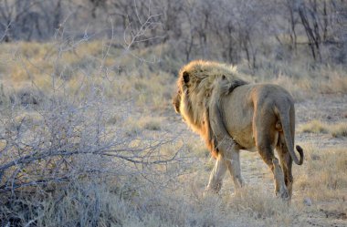 Bir erkek aslan Namibya 'da kameraya doğru yürüyor..