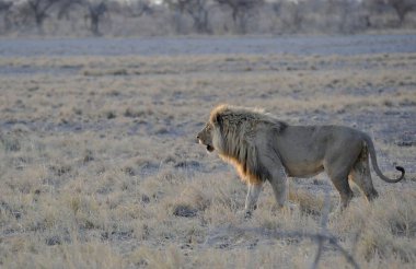 Aslan etkin ulusal park, Namibya