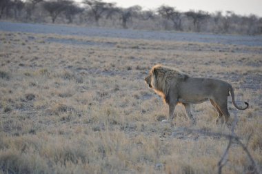 Çöldeki bir aslanın güzel bir fotoğrafı.