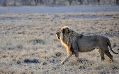 Erkek aslan kameraya doğru yürüyor.