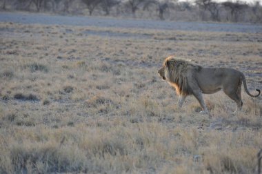 Erkek aslan namibya 'da kuru çalılıklarda yürür.