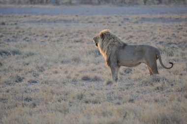 Erkek aslan bozkırda yürür.