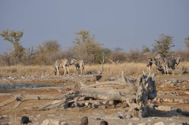 Afrikalı hayvanlar, doğa flora fauna