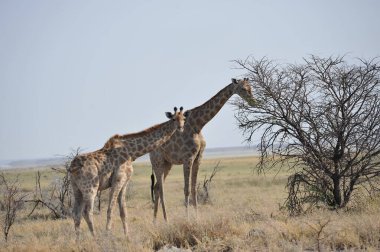 Kenya savanasında zürafa
