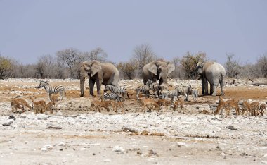 Afrika fili (loxodonta africana) Namibya 'daki Etoşa Ulusal Parkı' nda yürüyor
