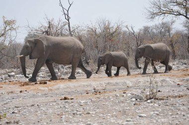 Güney 'in ulusal parkında filler