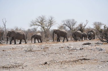 elephant walking in the savannah of kenya