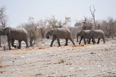 etkin ulusal Park'ta fil