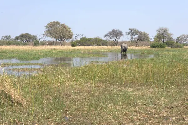 Vahşi yaşam, vahşi yaşam ve doğa, vahşi yaşam ve doğa.