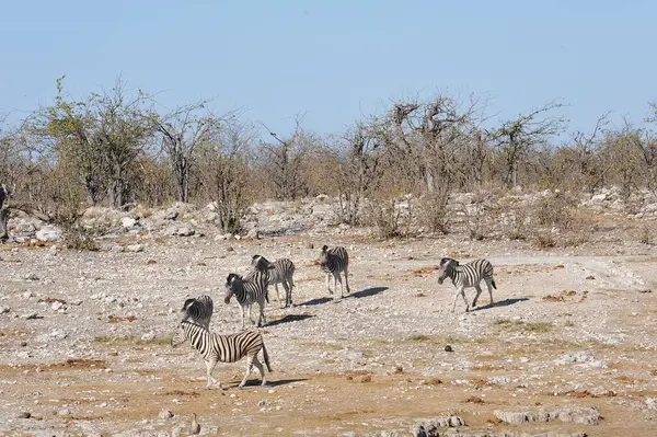 Afrika savanası Kenya savanasında