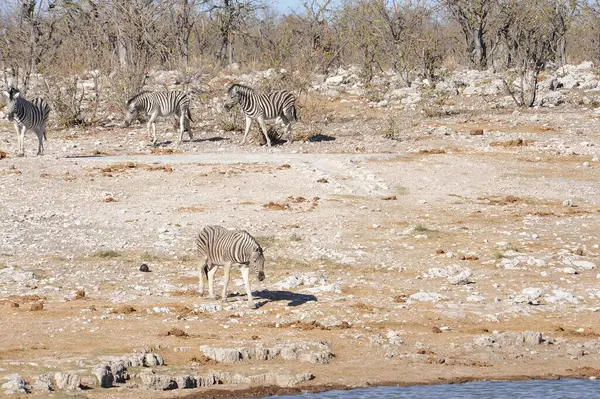 Bir grup vahşi zebra Afrika savanasında, Afrika savanasında.