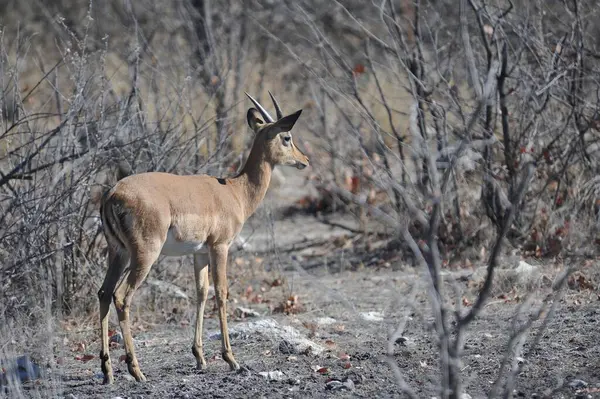 Ormandaki genç geyik