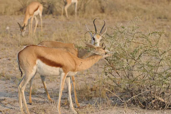 Doğal ortamında erkek ceylan
