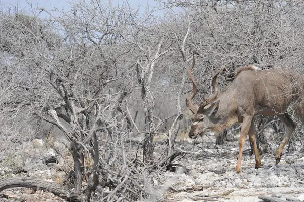 Ormandaki büyük vahşi keçi
