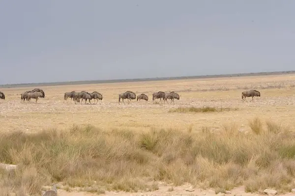 Bir grup zebra bozkırda