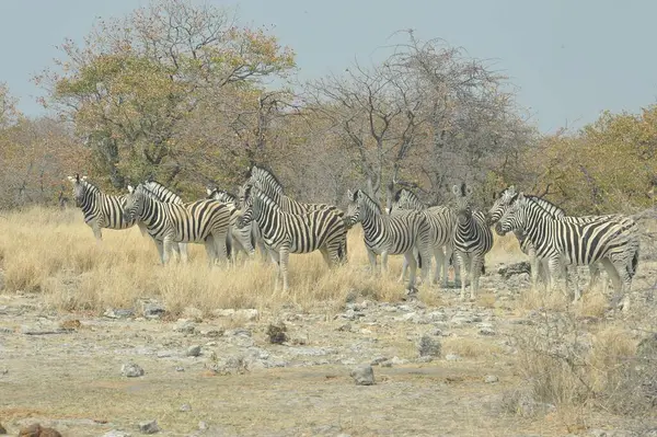 Zebralar Namibya 'daki Etosha Milli Parkı' nda
