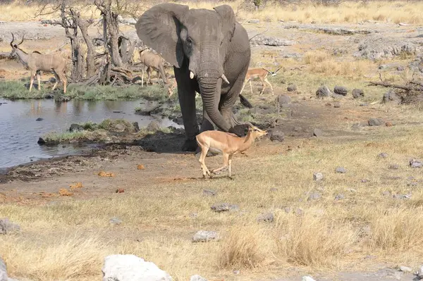 Afrika, Kenya savanındaki fil.