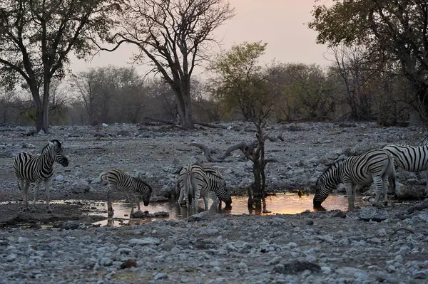 Suda bir grup beyaz sütyen.