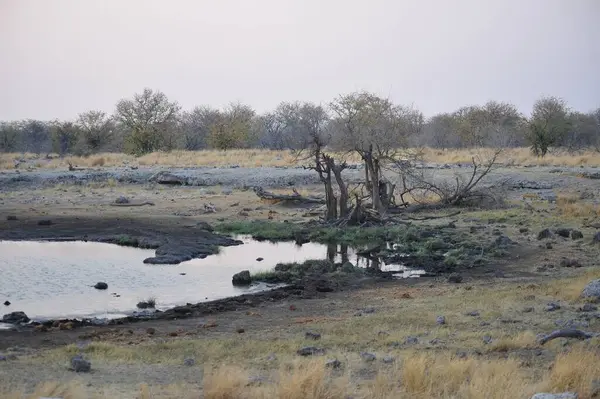 Ormandaki nehir manzarası