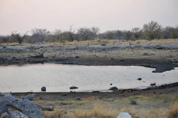 Namibya, Etoşa Milli Parkı, Namibya, Afrika