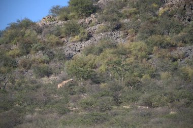 Dağlarda bir ağacı olan güzel bir manzara.