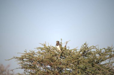 Kenya savanındaki kuş.