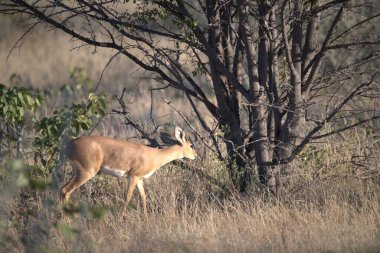 Impala Kruger Milli Parkı'nda Güney Afrika