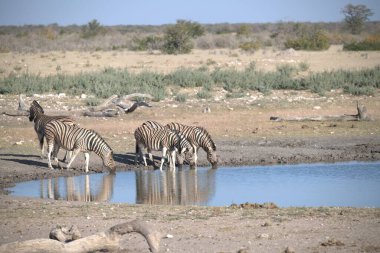 Zebra suda içiyor, etosha