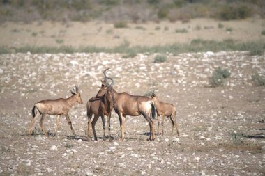 Kenya bozkırında vahşi bir antilop