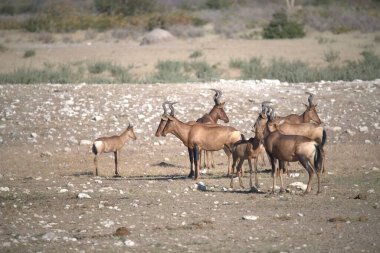 Vahşi hayvanlar grubu, seçici odaklanma