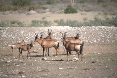 Afrika bozkırlarında vahşi antiloplar