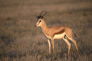 Dişi bir ceylan sabah vakti bir tarlada duruyor.