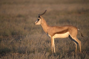 kenya Savannah antilop